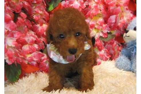 成約済の茨城県のトイプードル-45338の3枚目