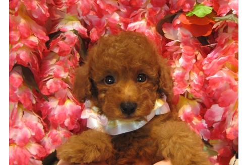 成約済の茨城県のトイプードル-45338の1枚目