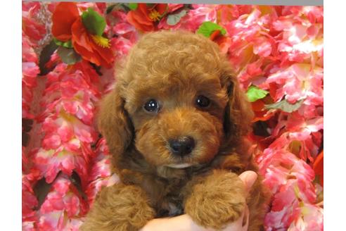 成約済の茨城県のトイプードル-45339の3枚目