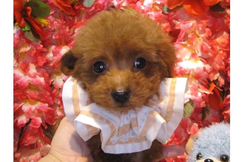 成約済の茨城県のトイプードル-45340の1枚目