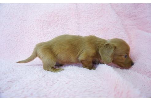 成約済の奈良県のミニチュアダックスフンド(ロングヘアード)-44700の2枚目