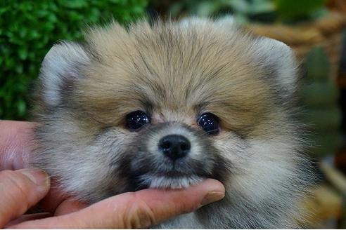 成約済の京都府のポメラニアン-43318の3枚目