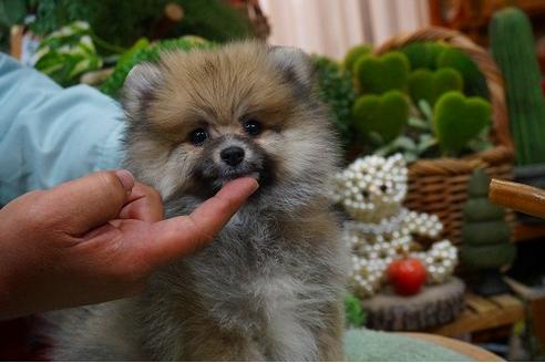 成約済の京都府のポメラニアン-43318の2枚目