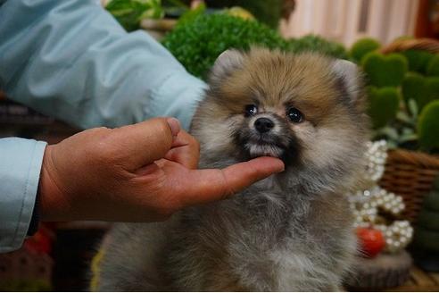 成約済の京都府のポメラニアン-43318の1枚目