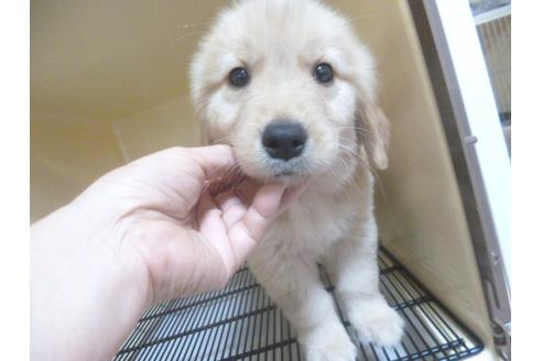 成約済の福岡県のゴールデンレトリーバー-45370の5枚目