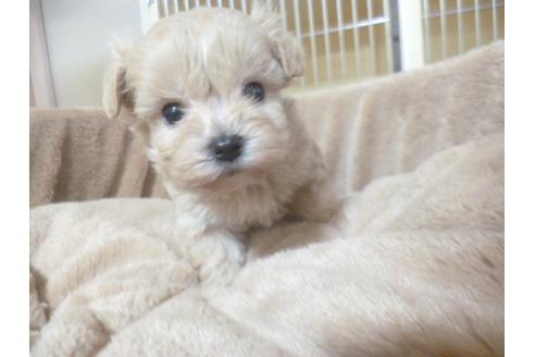 成約済の福岡県のミックス犬-45392の2枚目