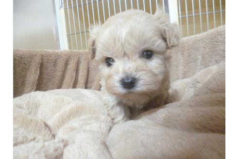 成約済の福岡県のミックス犬-45392の3枚目