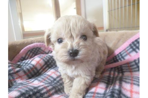 成約済の福岡県のミックス犬-45392の4枚目