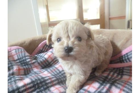 成約済の福岡県のミックス犬-45392の1枚目