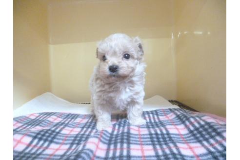 成約済の福岡県のミックス犬-45393の2枚目