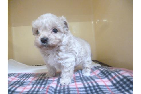 成約済の福岡県のミックス犬-45393の3枚目