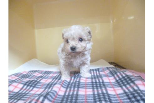 成約済の福岡県のミックス犬-45393の4枚目