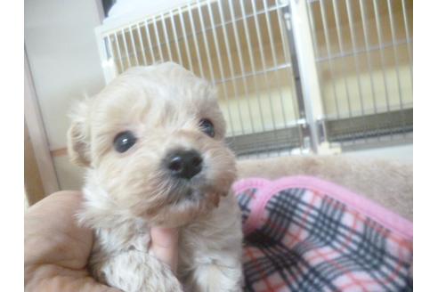 成約済の福岡県のミックス犬-45393の1枚目