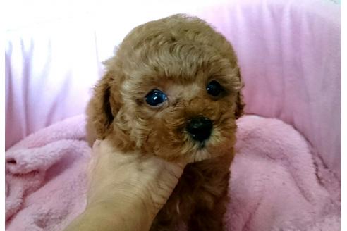 成約済の愛知県のトイプードル-45405の1枚目