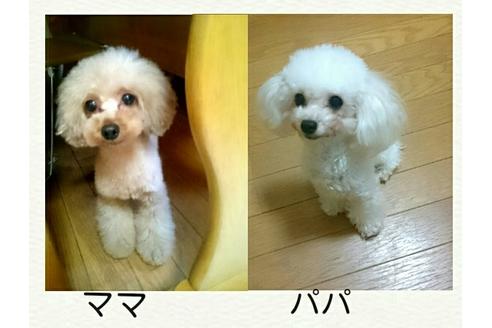 成約済の愛知県のトイプードル-45010の5枚目