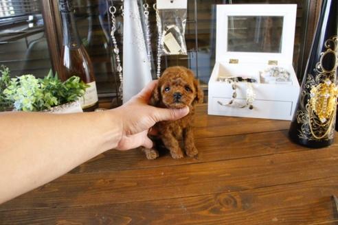 成約済の埼玉県のトイプードル-45506の4枚目