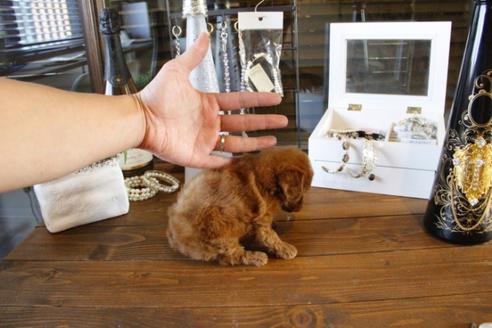 成約済の埼玉県のトイプードル-45506の5枚目