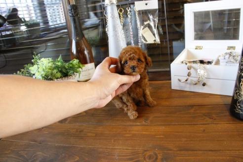 成約済の埼玉県のトイプードル-45506の1枚目