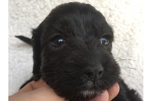 成約済の茨城県のミックス犬-45509の2枚目