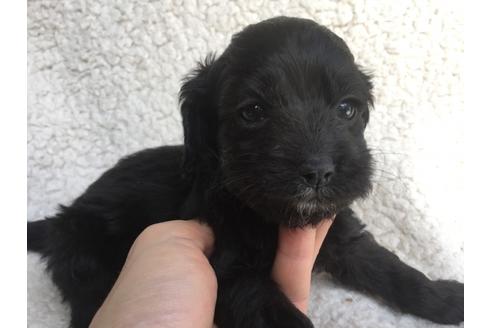 成約済の茨城県のミックス犬-45509の3枚目