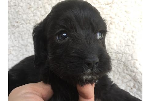 成約済の茨城県のミックス犬-45509の5枚目