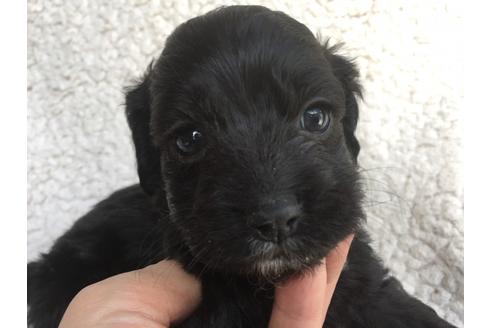 成約済の茨城県のミックス犬-45509の1枚目