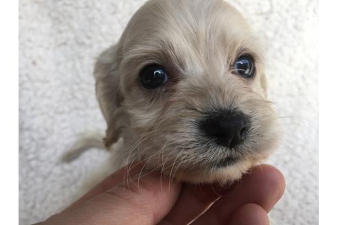 成約済の茨城県のミックス犬-45510の4枚目
