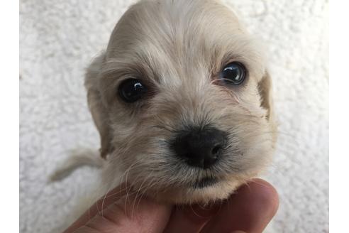 成約済の茨城県のミックス犬-45510の5枚目