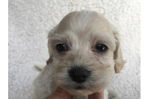 成約済の茨城県のミックス犬-45510の1枚目