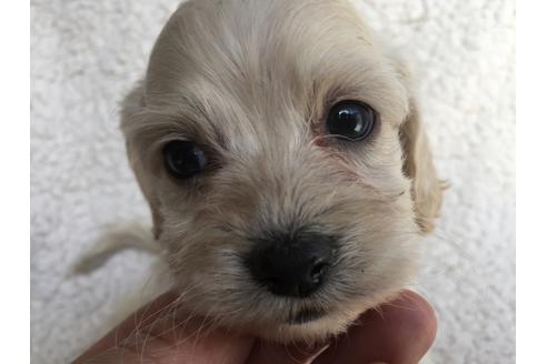 成約済の茨城県のミックス犬-45510の2枚目