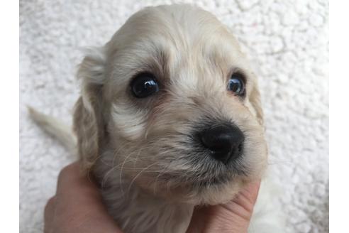 成約済の茨城県のミックス犬-45511の4枚目