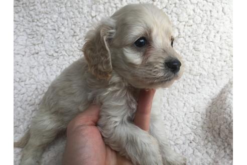 成約済の茨城県のミックス犬-45511の5枚目