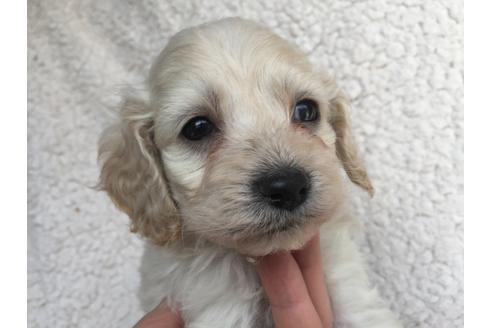 成約済の茨城県のミックス犬-45511の1枚目