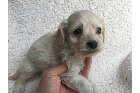 成約済の茨城県のミックス犬-45511の3枚目