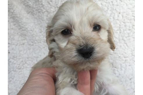 成約済の茨城県のミックス犬-45512の5枚目