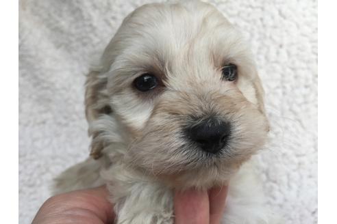成約済の茨城県のミックス犬-45512の1枚目