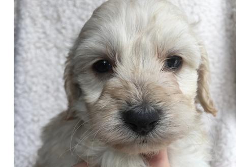 成約済の茨城県のミックス犬-45512の2枚目