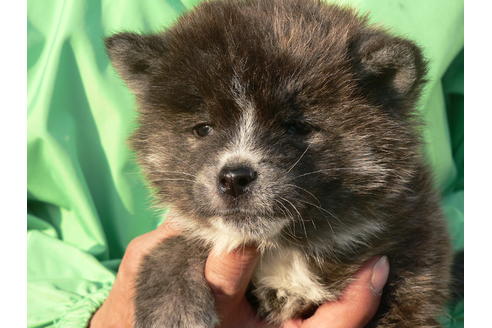 成約済の愛知県の秋田犬-45570の4枚目