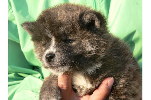 成約済の愛知県の秋田犬-45570の2枚目