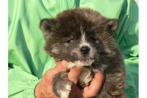 成約済の愛知県の秋田犬-45570の1枚目