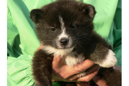 成約済の愛知県の秋田犬-45573の5枚目