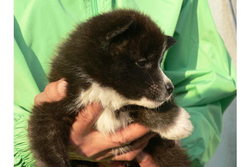 成約済の愛知県の秋田犬-45573の1枚目