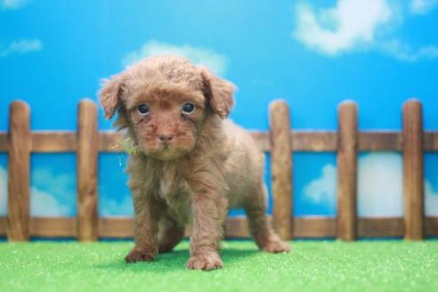 成約済の滋賀県のトイプードル-45035の2枚目