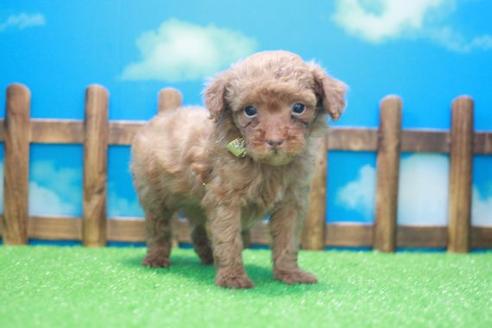 成約済の滋賀県のトイプードル-45035の1枚目