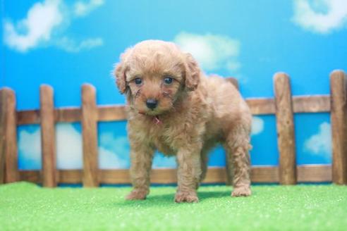 成約済の滋賀県のトイプードル-45036の2枚目