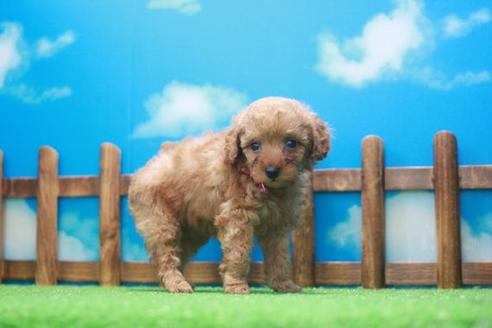 成約済の滋賀県のトイプードル-45036の1枚目