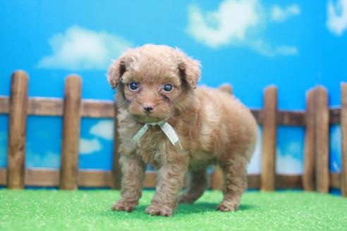 成約済の滋賀県のトイプードル-45037の2枚目