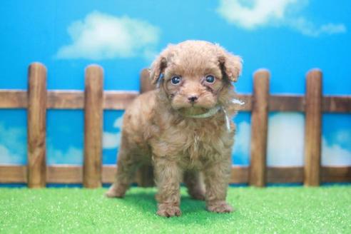 成約済の滋賀県のトイプードル-45037の1枚目