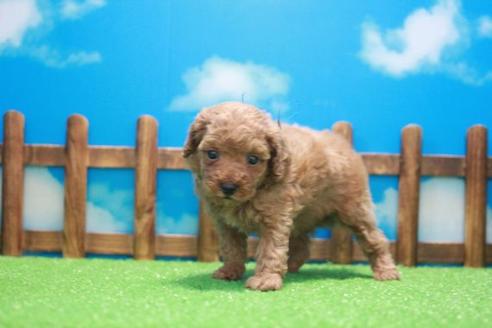 成約済の滋賀県のトイプードル-45038の2枚目