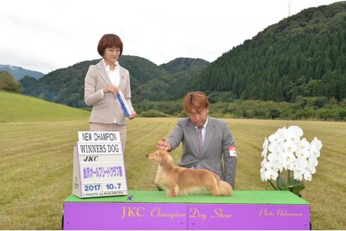 成約済の兵庫県のミニチュアダックスフンド(ロングヘアード)-45633の3枚目